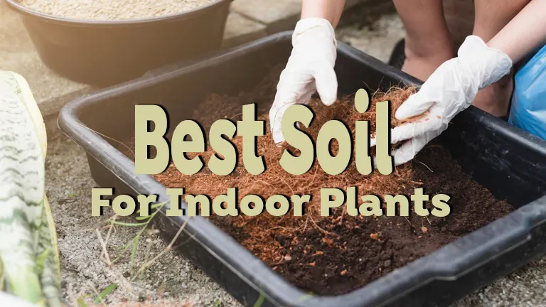 Best Soil for Indoor Plants