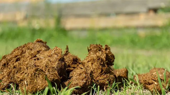 Aged or Composted Horse Manure