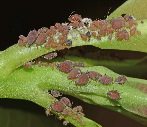 Aphids