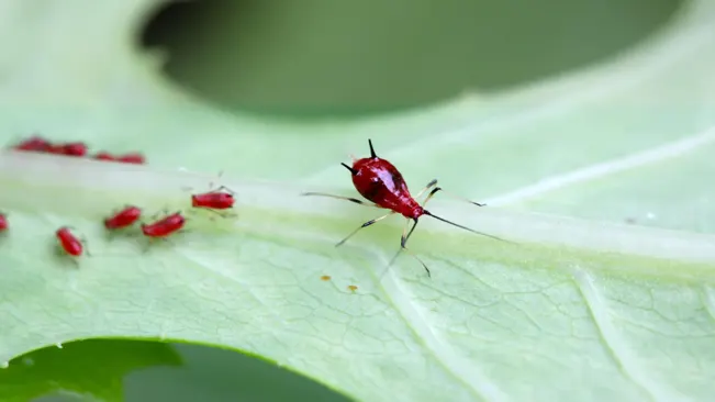 Close-up of a red aphid and smaller aphids on the underside of a green leaf.