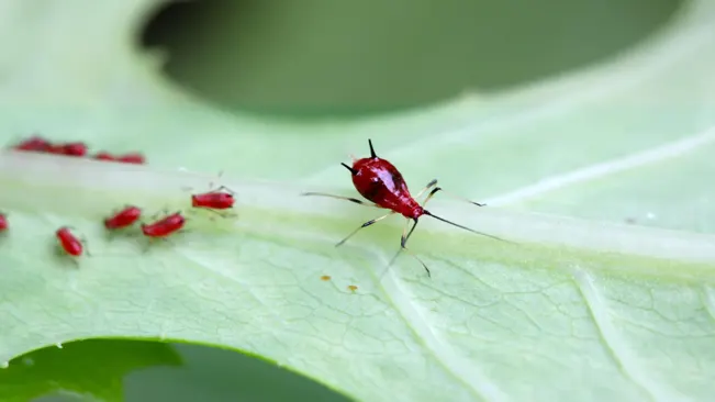 Pests Commonly Affecting Basil