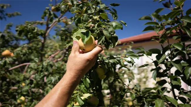 Harvest Pears