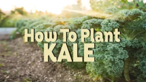 how to plant kale