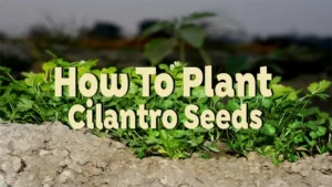 how to plant cilantro seeds