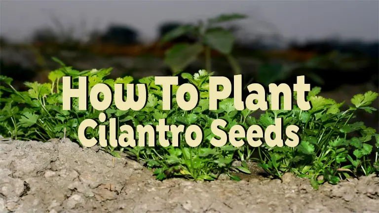 How to Plant Cilantro Seeds: Easy Steps for Fresh Herbs