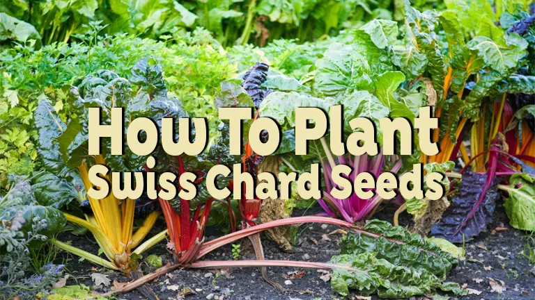 How to Plant Swiss Chard Seeds: Comprehensive Growing Tutorial