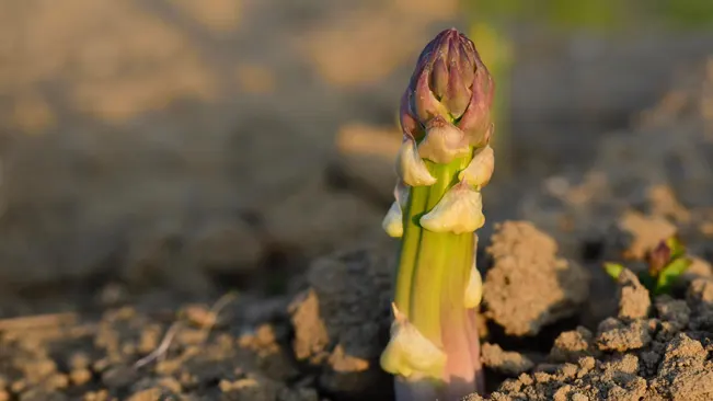 Understanding Asparagus