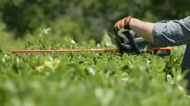 Person in checkered shirt trimming a green bush with orange-handled hedge shears on a sunny day