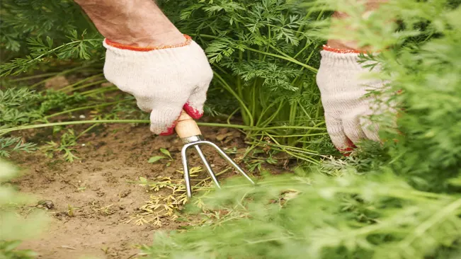A person in gloves using a hand cultivator in a carrot garden