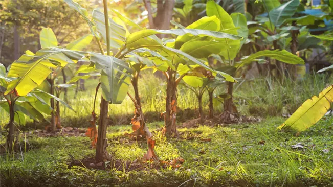 banana trees with the sunlight in the background