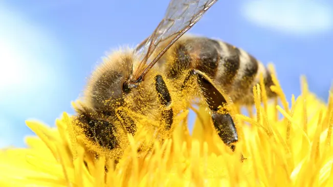 How Do Bees Pollinate? An Exploration of Ecological Dynamics Bees Find Flower