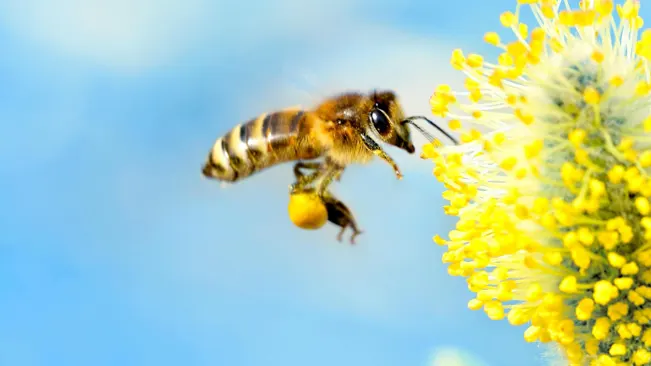 How Do Bees Pollinate? An Exploration of Ecological Dynamics Nectar
