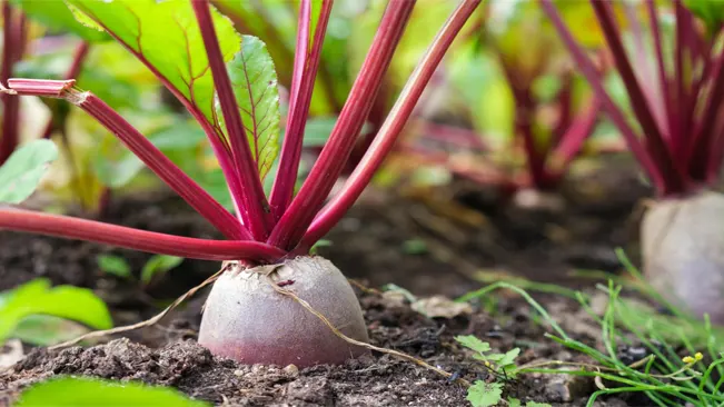 Beta vulgaris