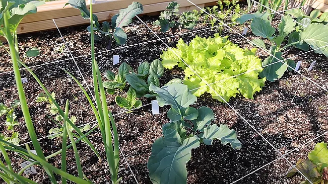 A square foot garden with a variety of plants including lettuce and broccoli, sectioned by a grid, showcasing healthy plant growth in rich, dark soil.