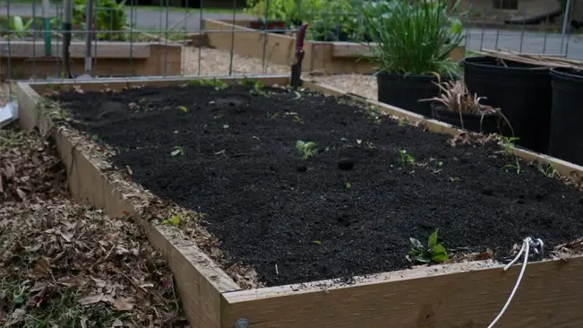 Raised garden bed with dark soil and leaves