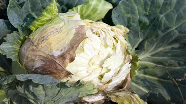 Common Diseases: Black Rot on cabbage