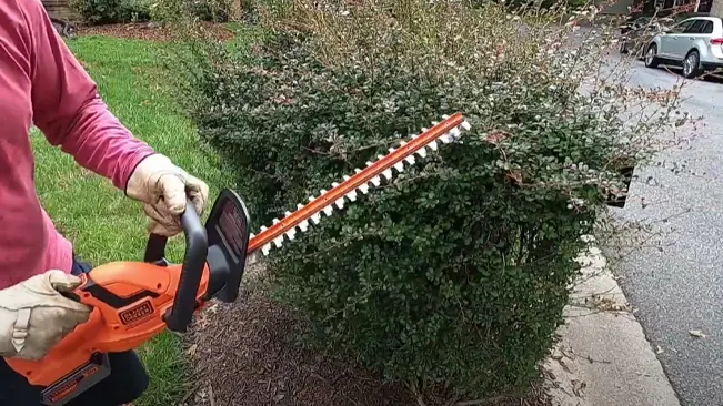 Person in pink shirt using an electric hedge trimmer to trim a green bush in a residential area