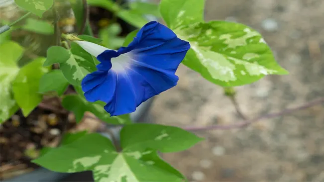 morning glory blooms