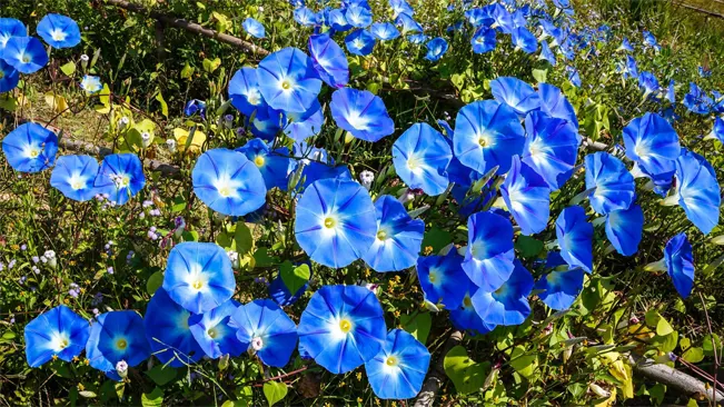 A dense patch of blue morning glories covering a garden area in full bloom.