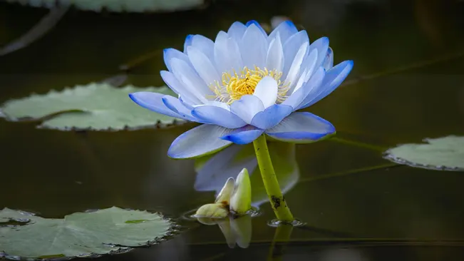 Blue Lotus or Blue Water Lily (Nymphaea caerulea)