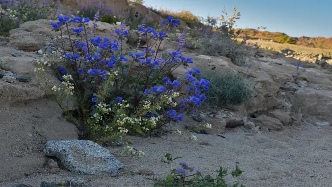 Desert Bluebells (Phacelia campanularia)