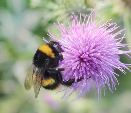 How Do Bees Pollinate? An Exploration of Ecological Dynamics Bumble bee