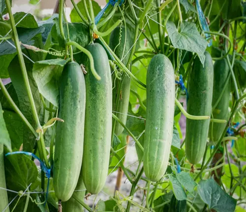 Bush Cucumber