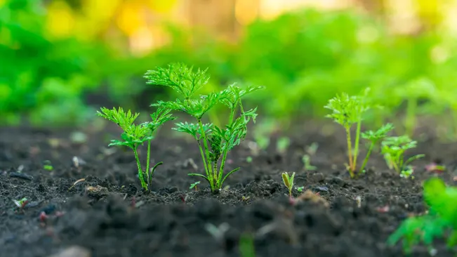 Young carrot seedlings growing in fertile soil with a blurred green background.