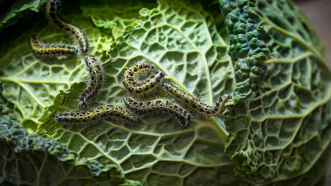 Common Pests : Cabbage Worms