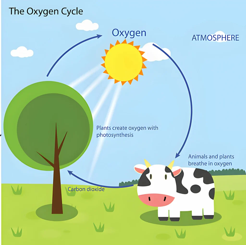 Diagrom of the Oxygen Cycle