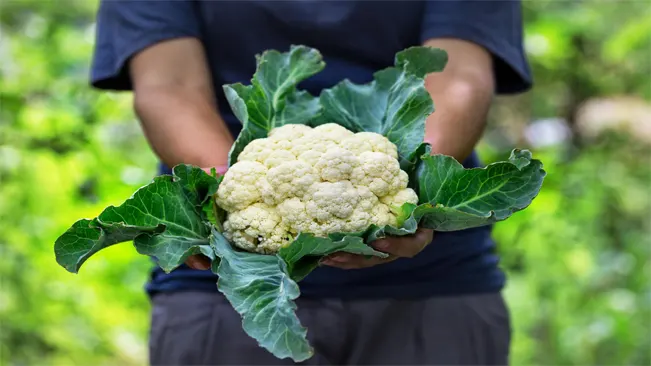 Person holding a large head of cauliflower with green leaves, in a lush garden setting.