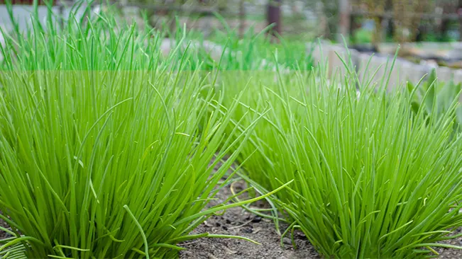 Young Chives and Carrots plants growing together in soil