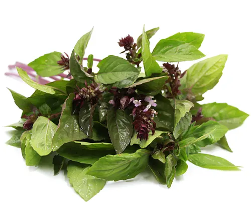 Cinnamon Basil