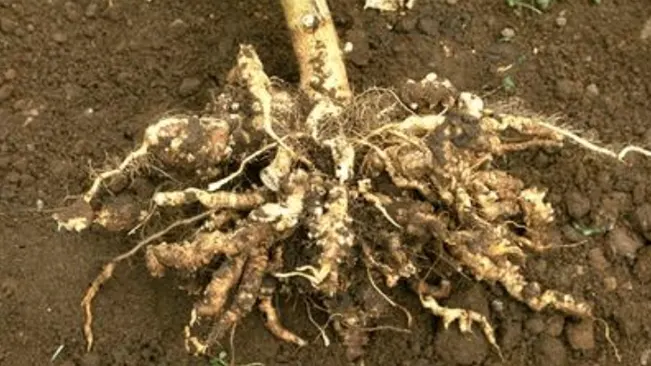 Dug up root system of a plant showing complex, soil-covered roots on bare ground.