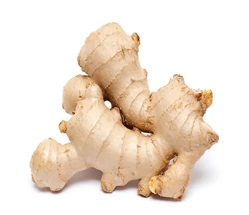 Common Ginger (Zingiber officinale)