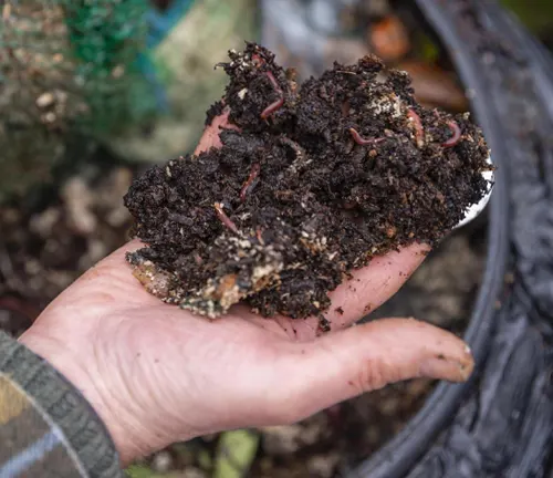 A hand holding rich, dark compost with visible earthworms, indicating healthy, nutrient-rich soil suitable for gardening.