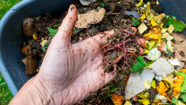 Person holding bucket of compost with worms.