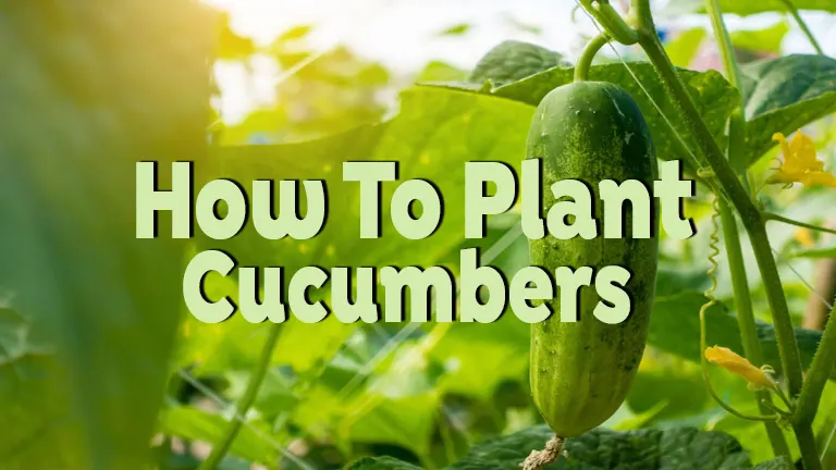 How to Plant Cucumbers: A Beginner's Guide