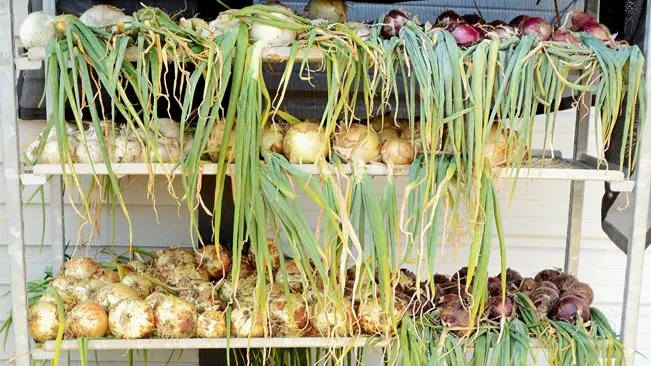 Curing Onions