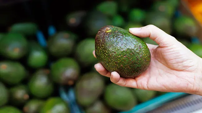Hand holding a ripe Hass avocado with other avocados in the background