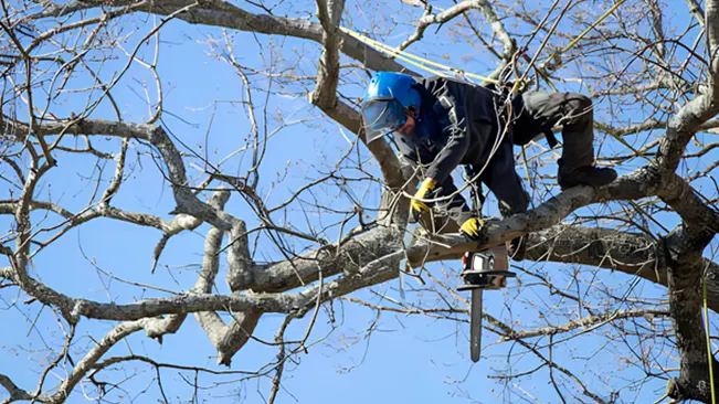 An arborist with safety gear pruning a deciduous tree