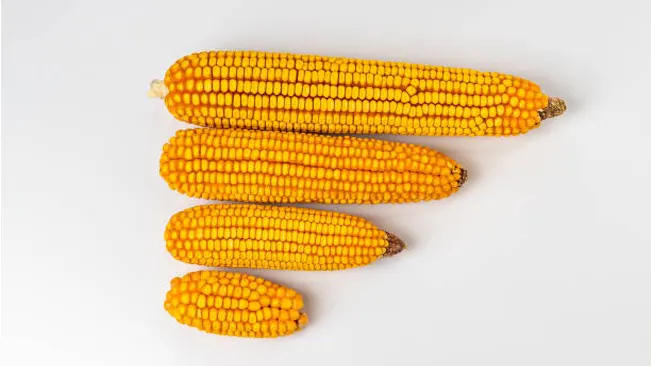 Dent Corn