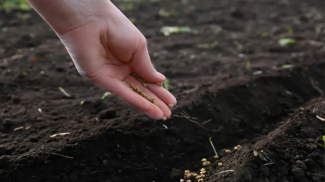 Planting the seeds at a depth of about ½ inch is ideal