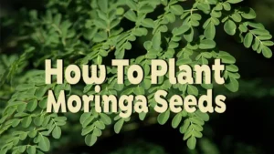 how to plant moringa seeds