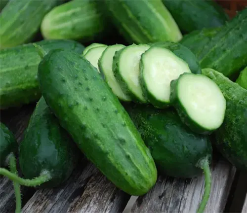 Divine Cucumber