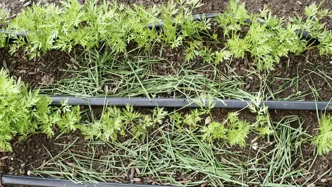 Carrot plants with drip irrigation lines for efficient watering