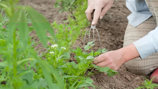 Person using a hand cultivator to clear the ground around young carrot plants in a garden