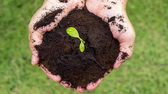 Benefits and Drawbacks of Using Coffee Grounds for Plants