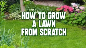 How to Grow a Lawn From Scratch