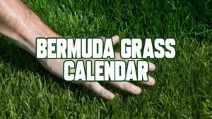 Bermuda Grass Calendar